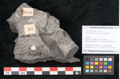 Foto (Objekt + Etikett) von Sphenopteris hoeninghausi Brongniart (NHMW-GEO-2024-0188-10813)